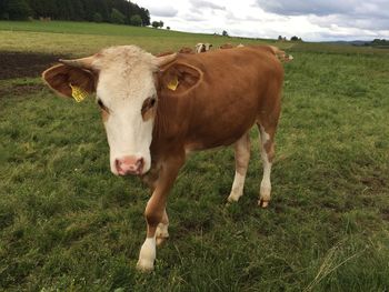 Cow standing in a field