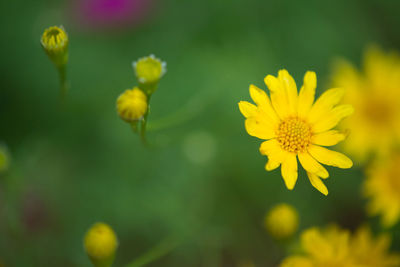 Close-up of yellow flowers blooming outdoors