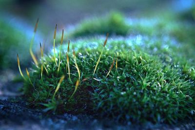 Close-up of grass growing in field