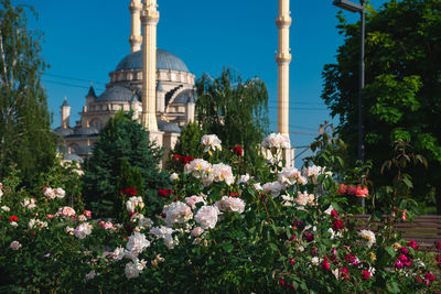 Flowering plants by building against clear sky