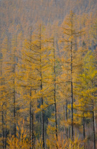 Pine trees in forest during autumn