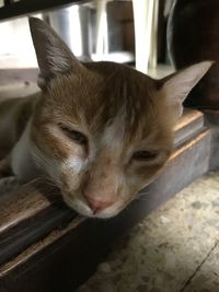 Close-up of cat sleeping at home