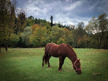 Brown horse grazing in the forest in autumn on a cloudy day