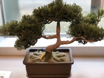 Close-up of potted plant on table