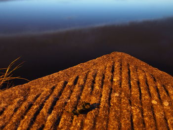 Close-up of tree against sky