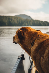 View of a dog looking at lake