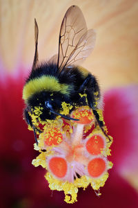 Close-up of bee pollinating on flower