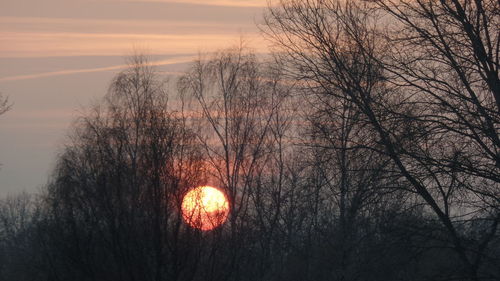 Bare trees against sky during sunset