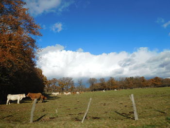 Cows grazing on field against sky