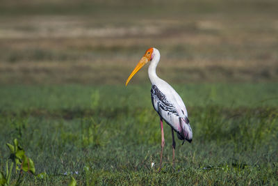 Bird on a field