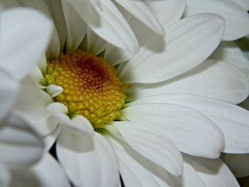 Close-up of daisy flower