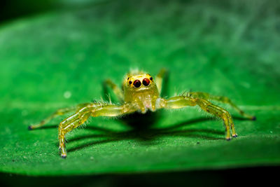 Close-up of spider