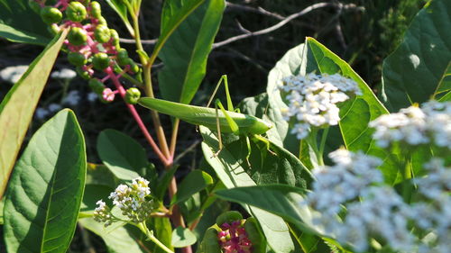 Close-up of white flowers