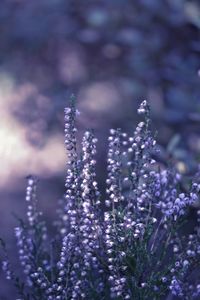 Close-up of purple flowering plants