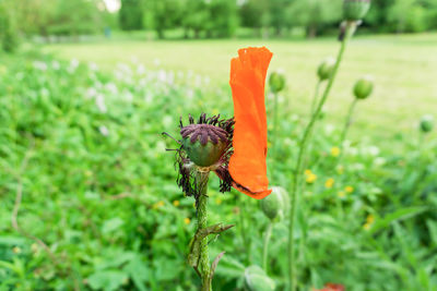 Close-up of poppy on plant