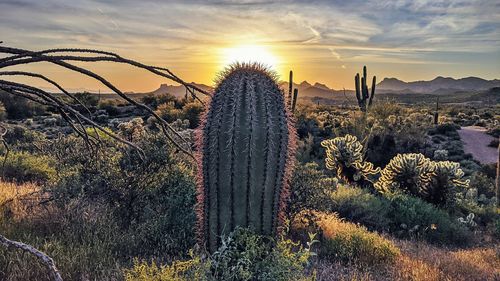 Cactus growing on field against sky during sunset