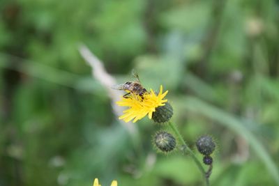 Close-up of insect on yellow flower