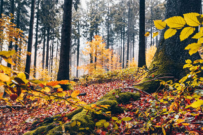 Pine trees in forest during autumn