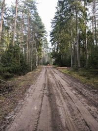 Dirt road passing through forest