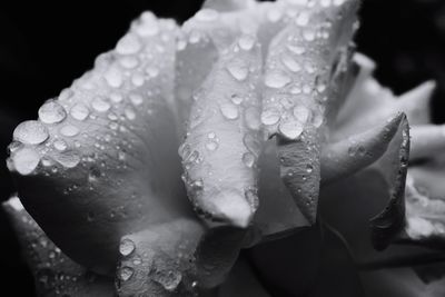 Close-up of wet rose in rainy season