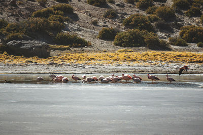 Flock of birds on lake