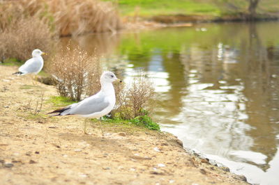 Close-up of swan perching on lake