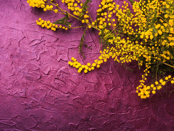 Close-up of yellow flowering plant on wall