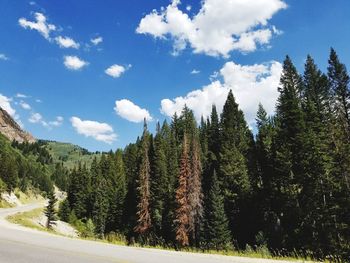 Panoramic view of trees and mountains against sky