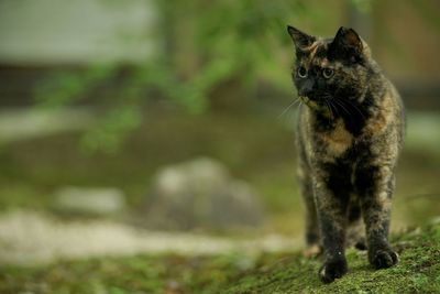 A tortoiseshell cat standing in japanese garden at fresh green season