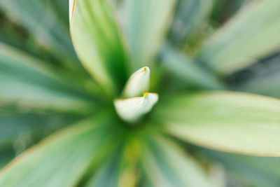 Close-up of flowering plant