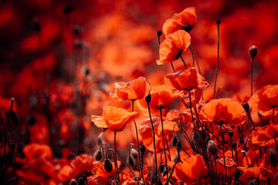 Close-up of orange flowering plants on field