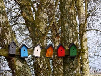 Low angle view of colorful birdhouses on tree trunks