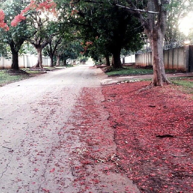 VIEW OF RED LEAVES