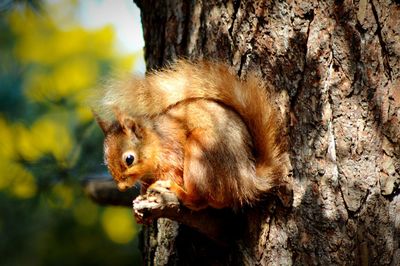 Close-up of a squirrel