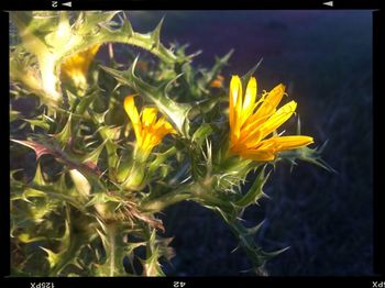 Close-up of yellow flowers