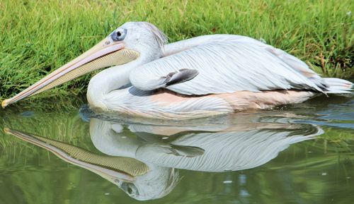 Close-up of swan in lake