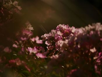 Close-up of pink flowering plant
