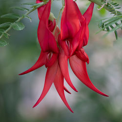 Close-up of red flowering plant