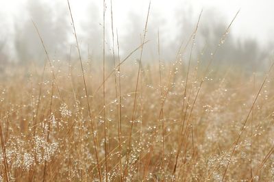 Close-up of dew on grass