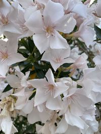 Close-up of white cherry blossoms