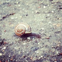 snail