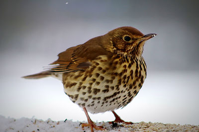 Close-up of a song thrush in snow 
