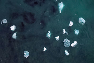 High angle view of fishes swimming in sea