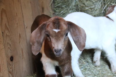 Portrait of goat standing outdoors