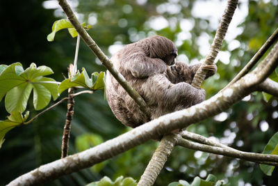 Sloth female with her baby