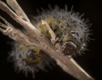 Little hairy caterpillar of dispar lymantria macro portrait