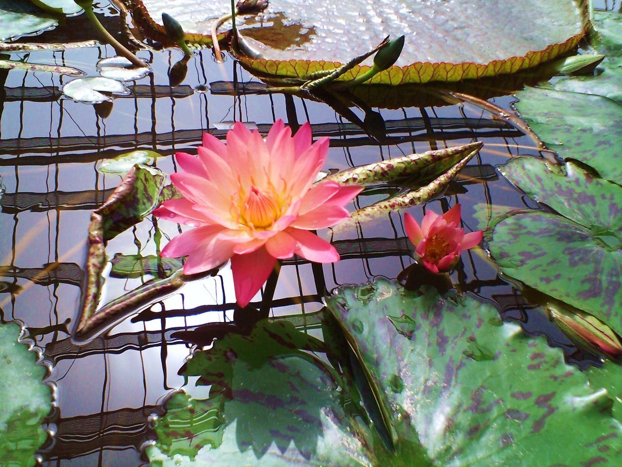 flower, petal, fragility, leaf, freshness, water lily, flower head, pond, pink color, growth, beauty in nature, plant, water, lotus water lily, nature, floating on water, single flower, blooming, close-up, day