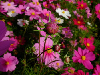 Close-up of fruits growing on plant