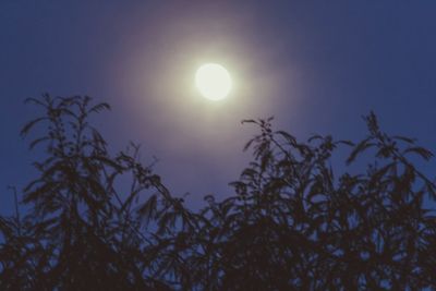 Low angle view of silhouette tree against sky