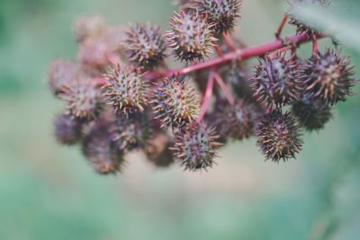 Close-up of flowering plant